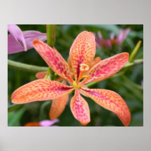 Blackberry Lily Posters