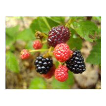 Blackberry Post Card