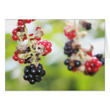 Blackberry Summer Greeting Card