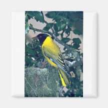 Blackheaded Oriole Refrigerator Magnets