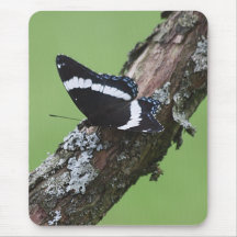 Blackpipe Swallowtail Mouse Pad