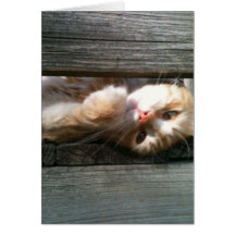 blank cat note card