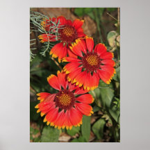 Blanket Flower Print