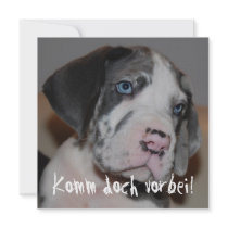 Blaue Augen Doggenwelpe invitations