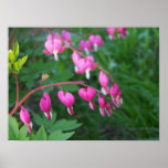 Bleeding Hearts Poster