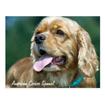 Blonde Cocker Spaniel Close-Up Postcard