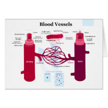 Blood Vessels Arteries Capillaries Veins Diagram Cards