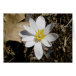 Bloodroot Note Card