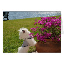 Bloom where you are planted greeting card