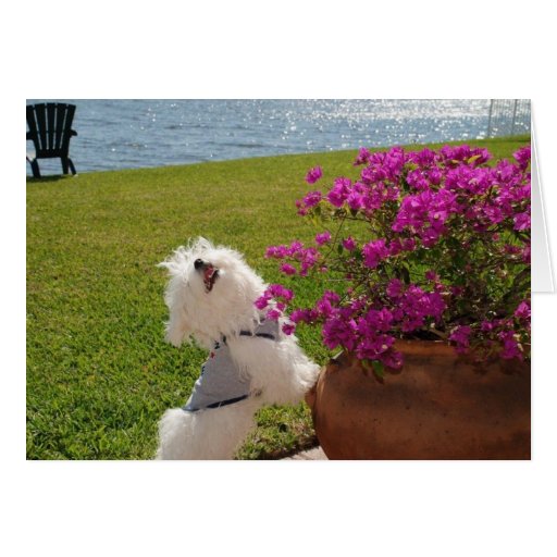 Bloom where you are planted greeting card