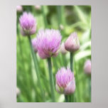Blooming Chives Poster