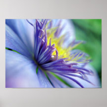 Blooming Clematis Framable Poster