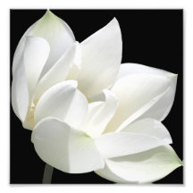 Blooming Flower Art Photo