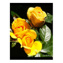 Blooming Golden Roses Post Cards