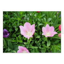 Blooming in Pinks Greeting Cards