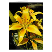 Blooming Lily Greeting Card