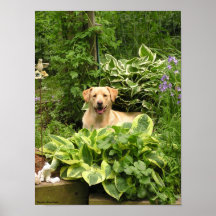 Blooming Puppies (The Poster)