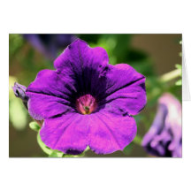 blooming purple cards