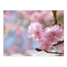 Blooming Spring Postcards