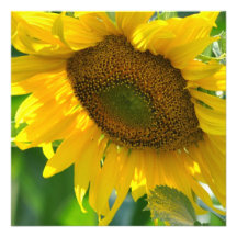 Blooming Sunflower Invitations