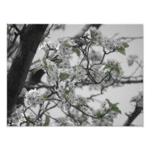 Blooming Tree Photo Art