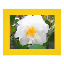 Blooms in White and Yellow Photo Art