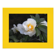 Blooms in White Photo
