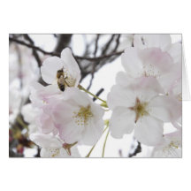 Blossom Greeting Cards
