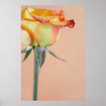 blossoming out rose with a drop of water posters