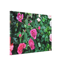 Blossoming Rose with differen shades of pink Stretched Canvas Print