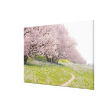 Blossoming Yoshino cherry trees in a field of Gallery Wrap Canvas