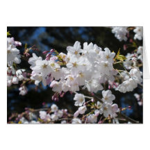 Blossoms Card