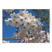 Blossoms Greeting Cards