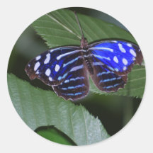 Blue and White Butterfly  Stickers