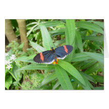 blue butterfly greeting cards
