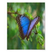 Blue Butterfly Photo Art