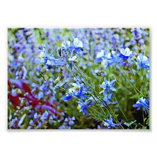 Blue Columbines - Flowers Photographic Print