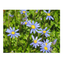 Blue Daisies Post Cards