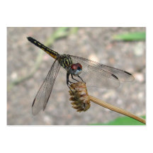 Blue Dasher dragonfly ~ ATC Business Card