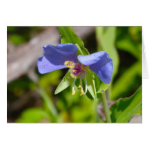 Blue Dayflower Card
