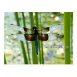 Blue Dragonfly Postcard
