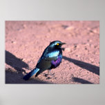 Blue-Eared Glossy Starling Print