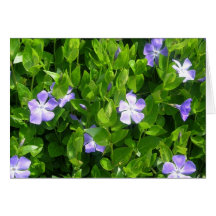 Blue Flower Cards