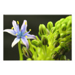 Blue Flower Photo Print