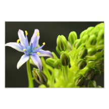 Blue Flower Photo Print