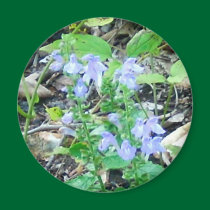 blue flowers magnets