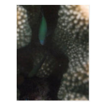 Blue-green Chromis (Chromis viridis) Postcards