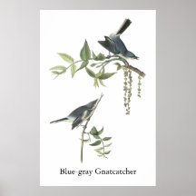 Blue-grey Gnatcatcher, John Audubon Print