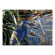 Blue Heron's Home Greeting Cards