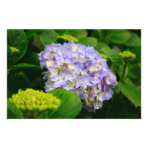 Blue Hydrangea Photographic Print